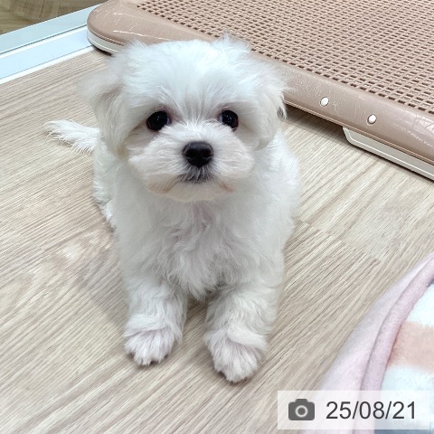 マルチーズの写真