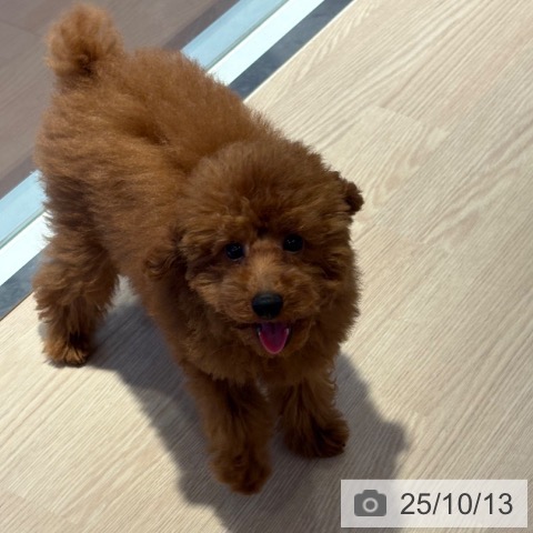 トイ・プードルの写真