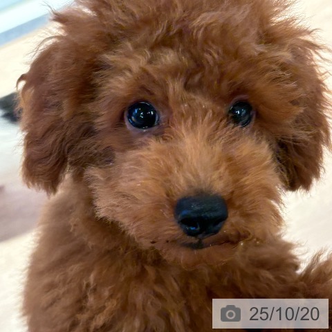 トイ・プードルの写真