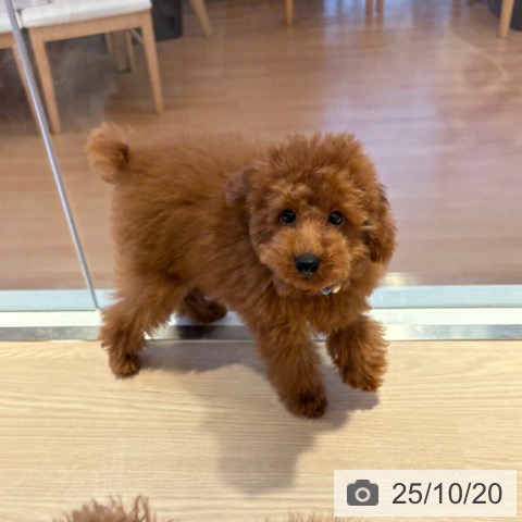 トイ・プードルの写真