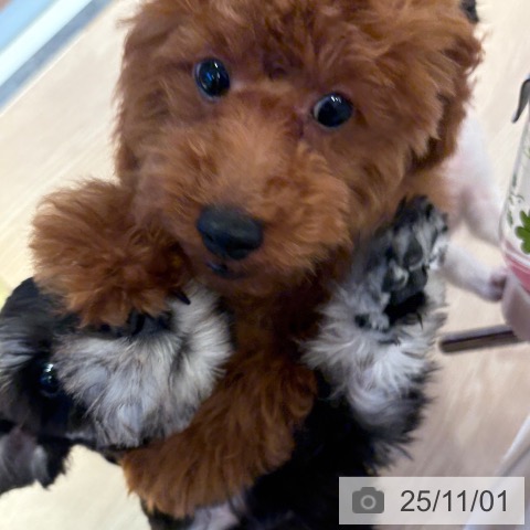 トイ・プードルの写真