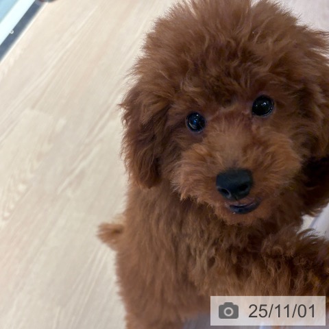 トイ・プードルの写真