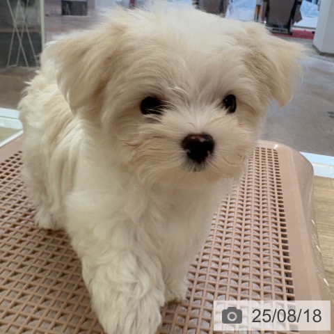 マルチーズの写真