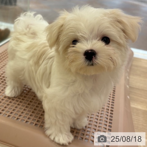 マルチーズの写真