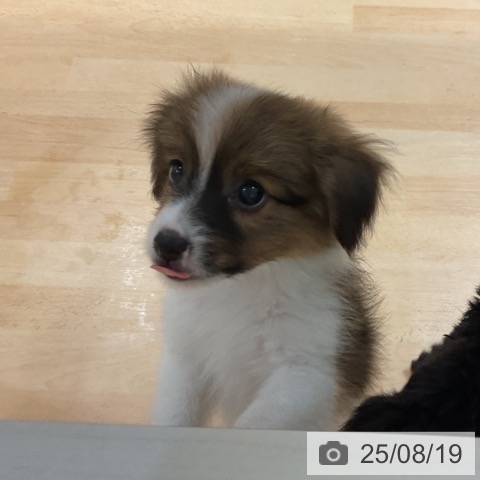 パピヨンの写真