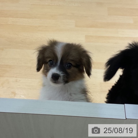 パピヨンの写真