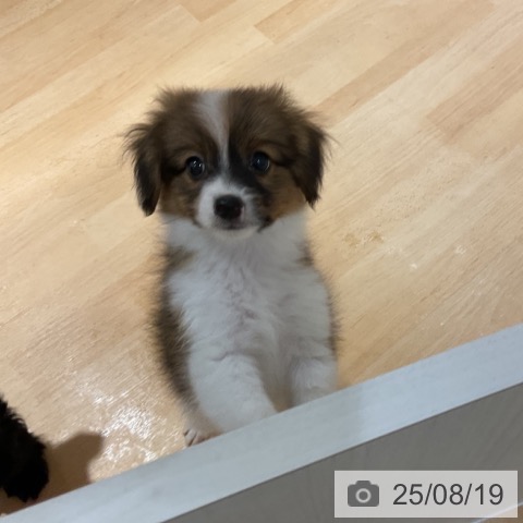 パピヨンの写真