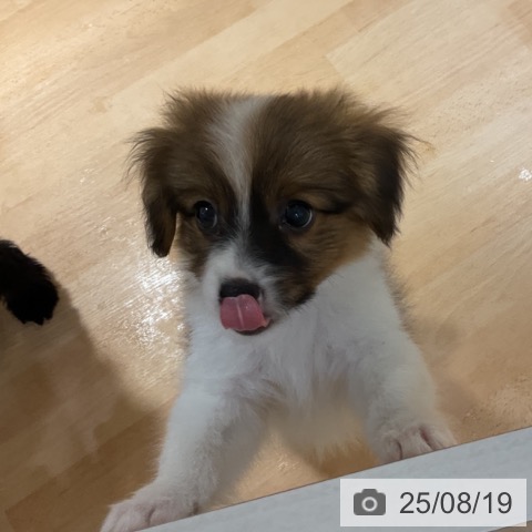 パピヨンの写真
