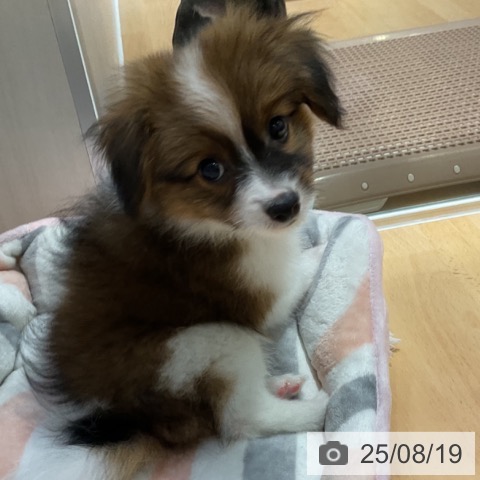 パピヨンの写真