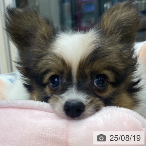 パピヨンの写真