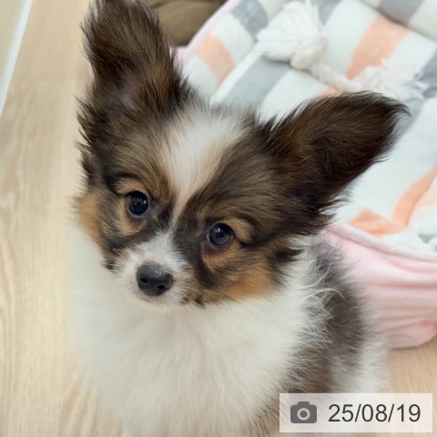 パピヨンの写真