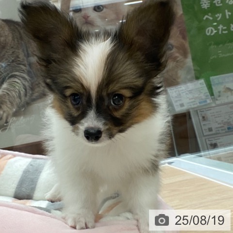 パピヨンの写真