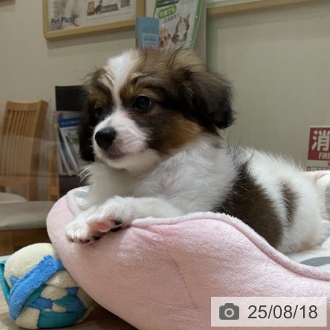 パピヨンの写真