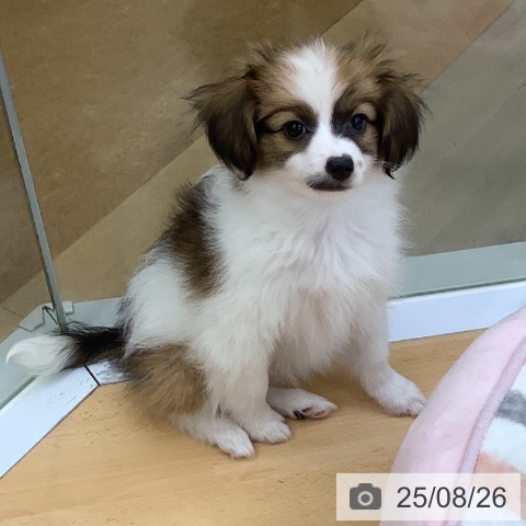 パピヨンの写真