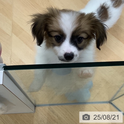 パピヨンの写真