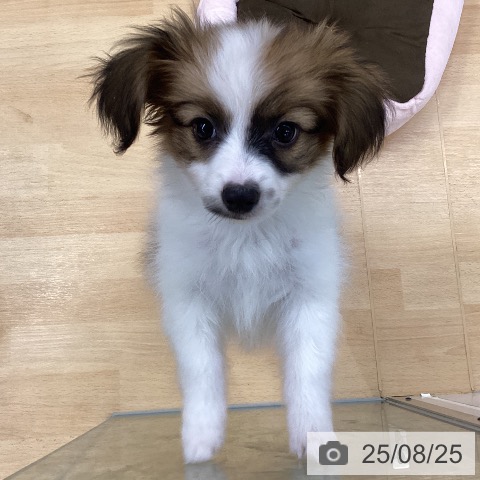 パピヨンの写真