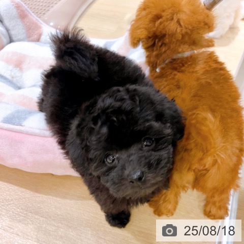 トイ・プードルの写真