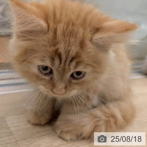 ラガマフィンの写真