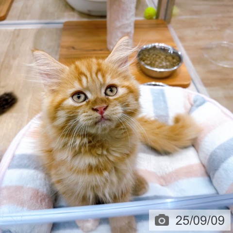 ラガマフィンの写真