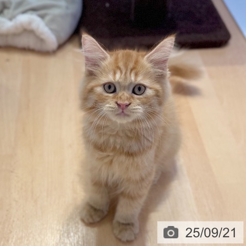 ラガマフィンの写真