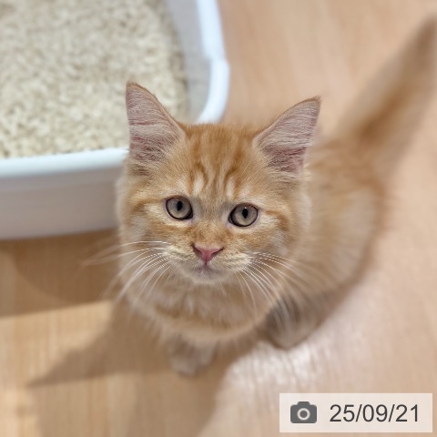 ラガマフィンの写真