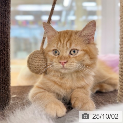ラガマフィンの写真