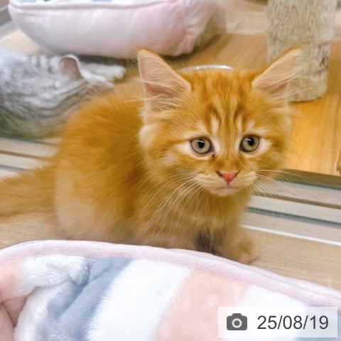 ラガマフィンの写真