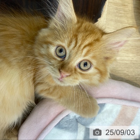 ラガマフィンの写真