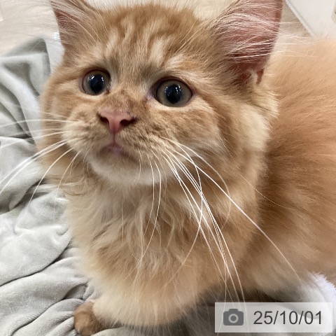 ラガマフィンの写真
