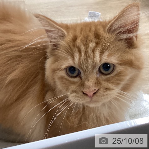 ラガマフィンの写真