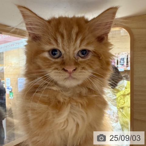 ラガマフィンの写真