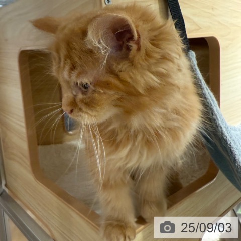 ラガマフィンの写真