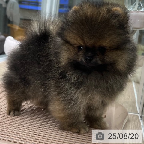 ポメラニアンの写真