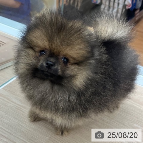 ポメラニアンの写真