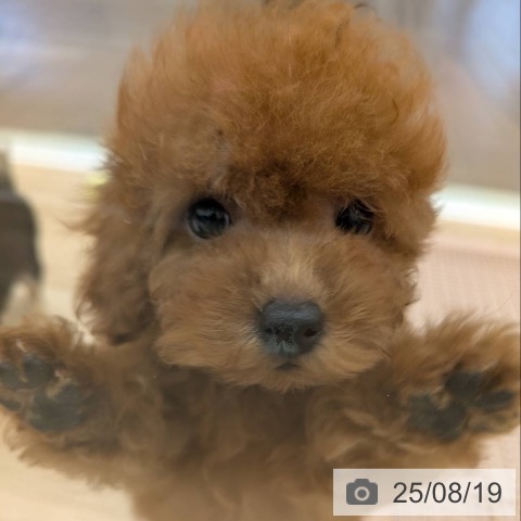 トイ・プードルの写真