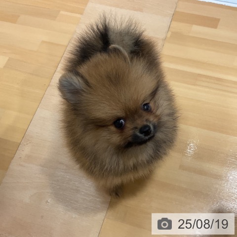 ポメラニアンの写真