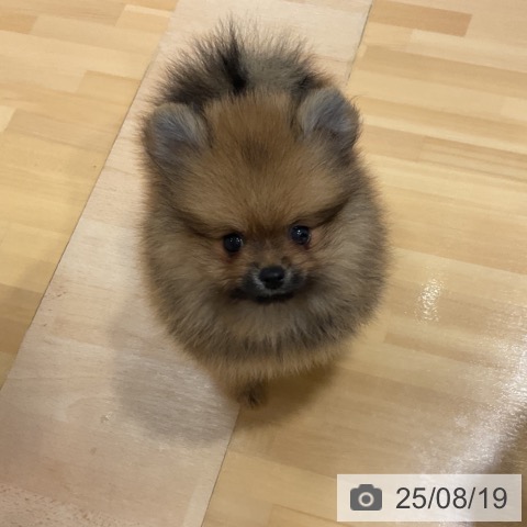 ポメラニアンの写真