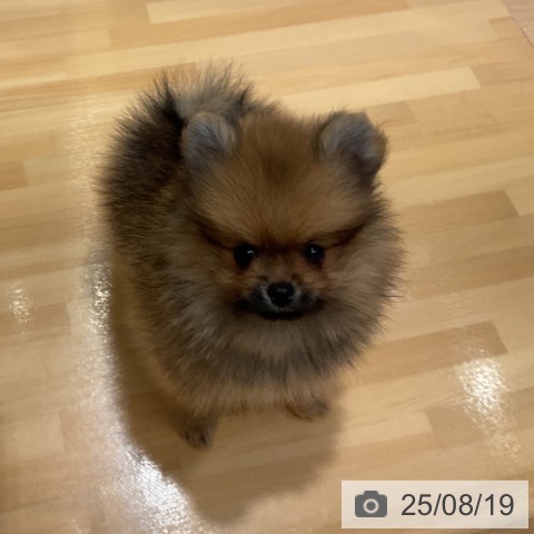 ポメラニアンの写真