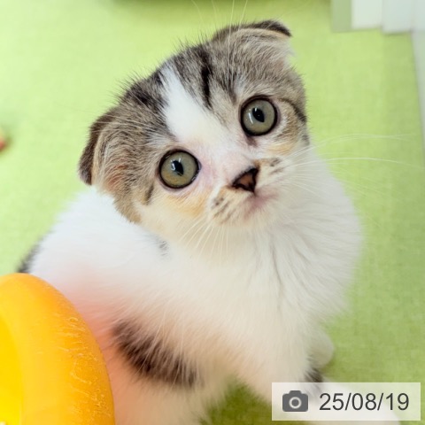 スコティッシュフォールドの写真