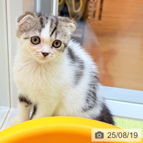 スコティッシュフォールドの写真