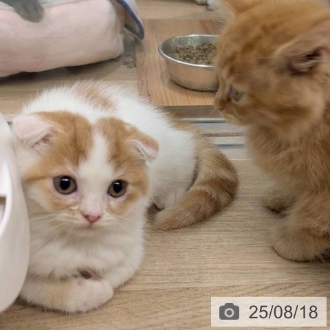 スコティッシュフォールドの写真
