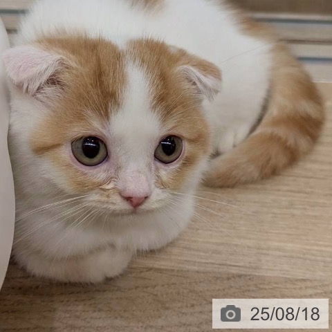 スコティッシュフォールドの写真