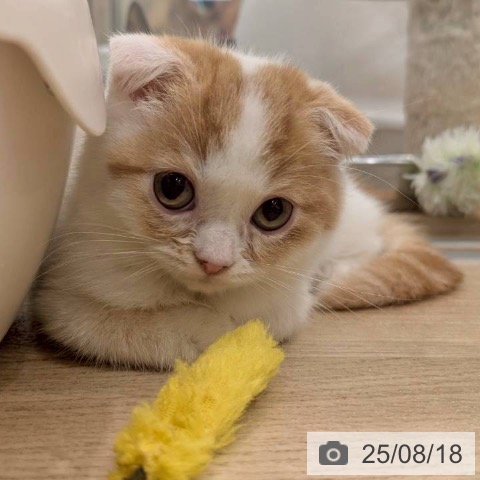 スコティッシュフォールドの写真