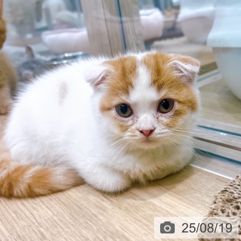 スコティッシュフォールドの写真