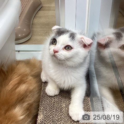 スコティッシュフォールドの写真