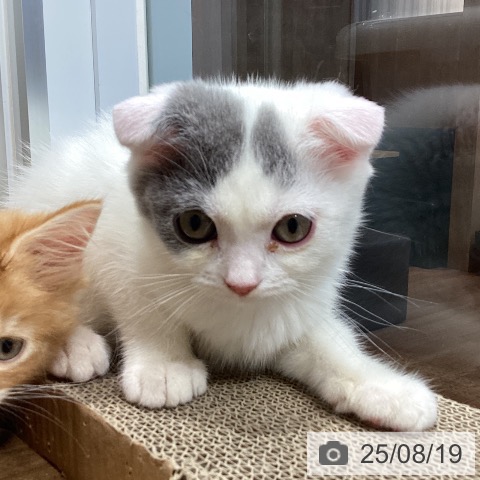 スコティッシュフォールドの写真
