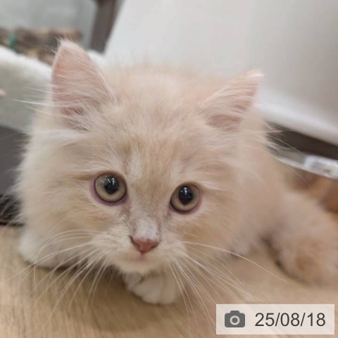 ラガマフィンの写真
