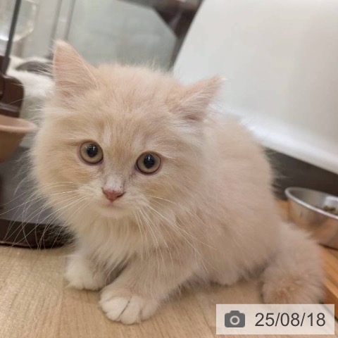 ラガマフィンの写真