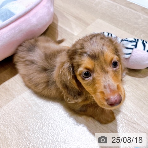 カニーンヘン・ダックスフンドの写真