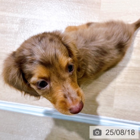 カニーンヘン・ダックスフンドの写真